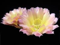 Thumbnail of 1448_Echinopsis Hybride lila-gelb_20100626(2).jpg